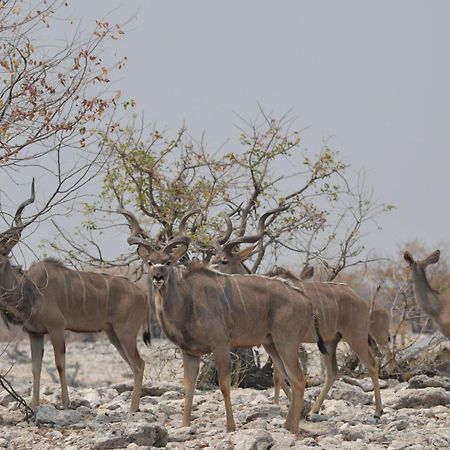 Okutala Etosha Lodge Outjo Exterior photo