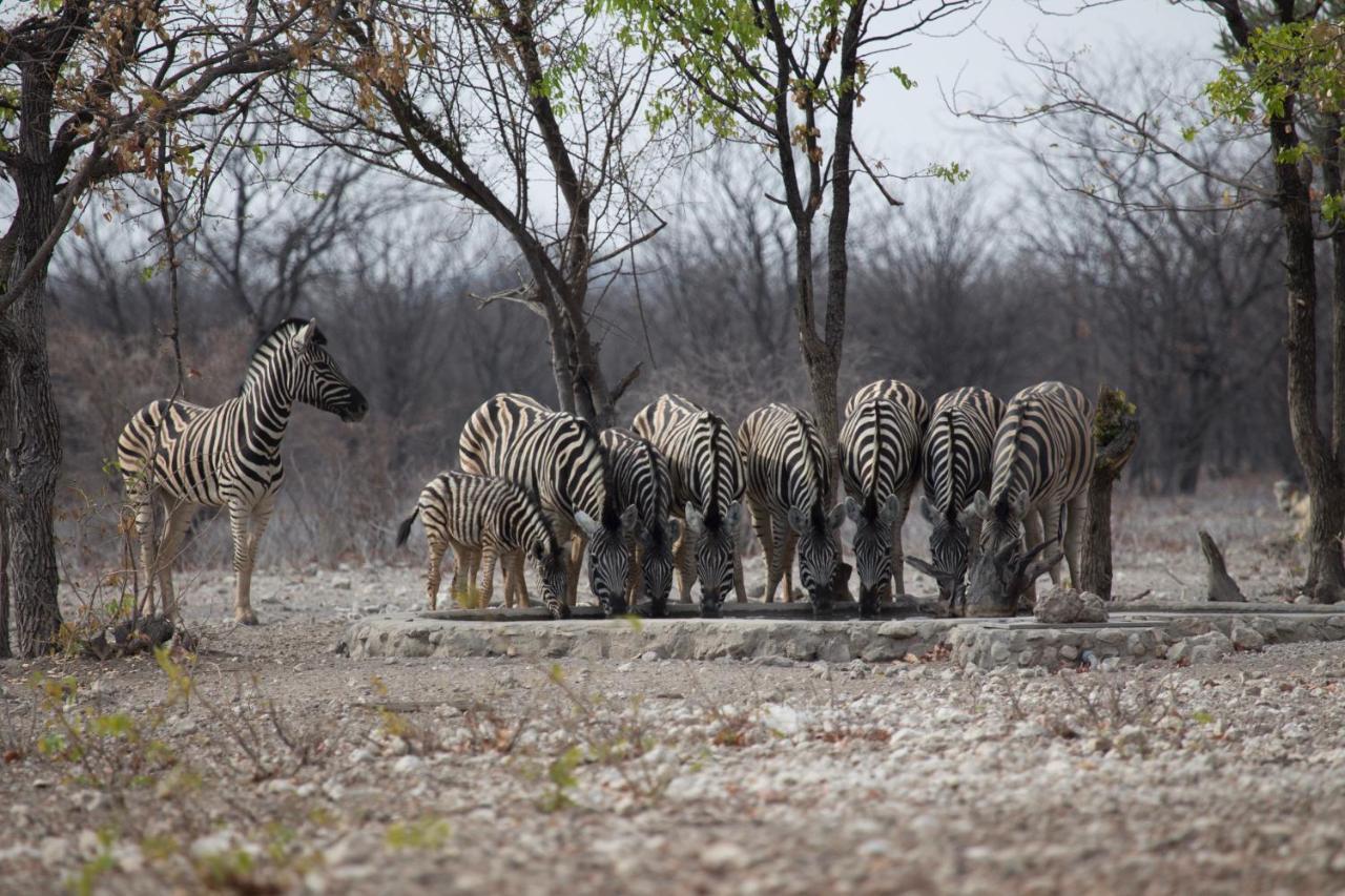 Okutala Etosha Lodge Outjo Exterior photo